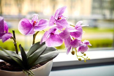 an Orchid plant in a pot