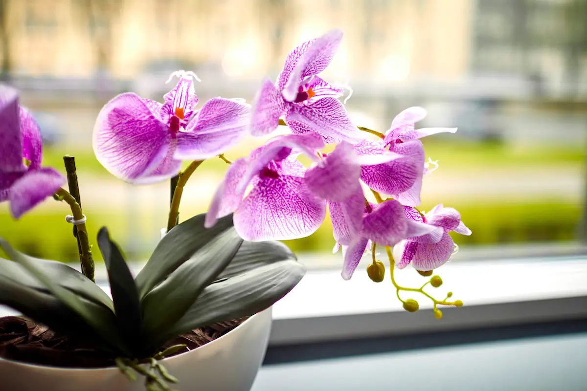 How to Repot an Orchid