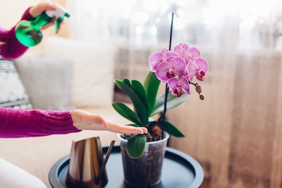 person caring for Orchid plant in a pot