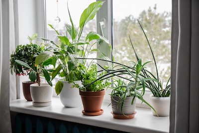 Easiest Plants to Take Care Of
