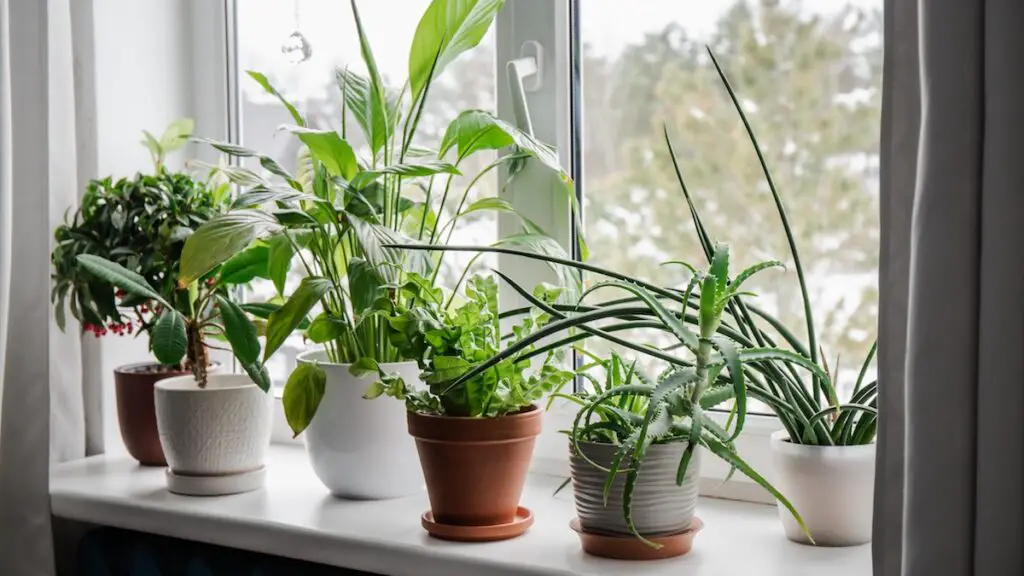 Top Easiest Plants to Take Care Of