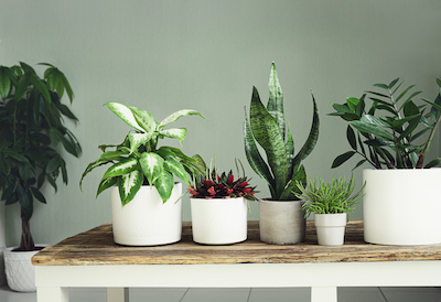 variety of the Easiest Plants to Take Care Of on table