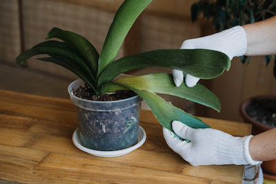 repotting an orchid plant