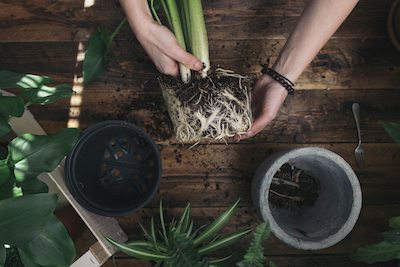 repotting the Easiest Plants to Take Care Of