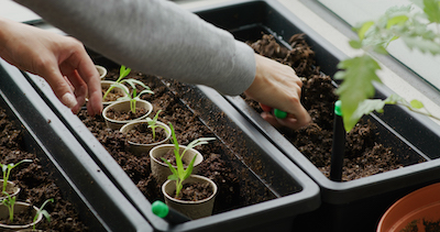 Microgarden Soil for Herbs