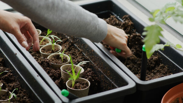 Best Soil for Microgarden Herbs
