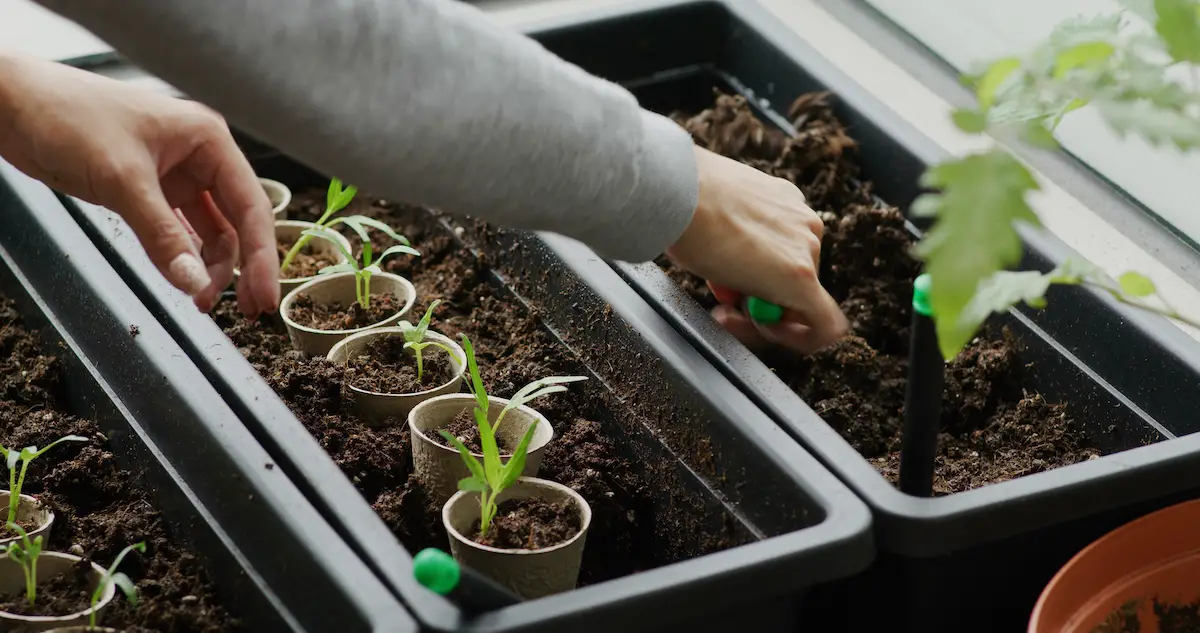 Best Soil for Microgarden Herbs