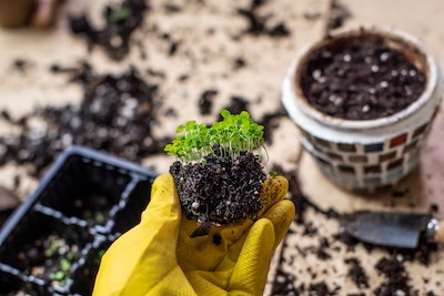 Microgarden Soil and Fertilizer