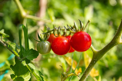 best small space vegetables for growing in microgarden