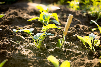 organic growing herbs