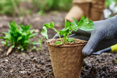 best small space vegetables to grow in microgarden