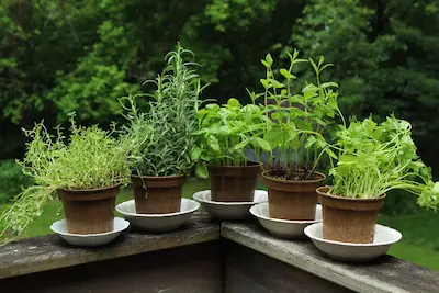 tips for organic gardening with herbs