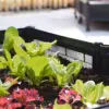 best small space vegetables for microgarden
