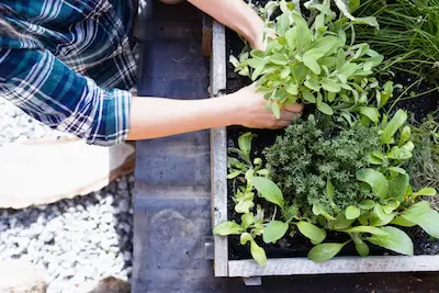 how to organic grow herbs
