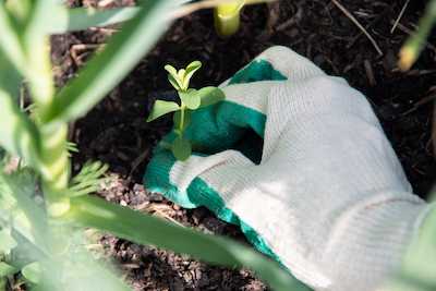 Dealing with weeds in a micro garden