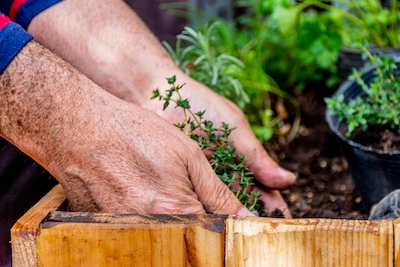 Microgarden Plants for Beginners