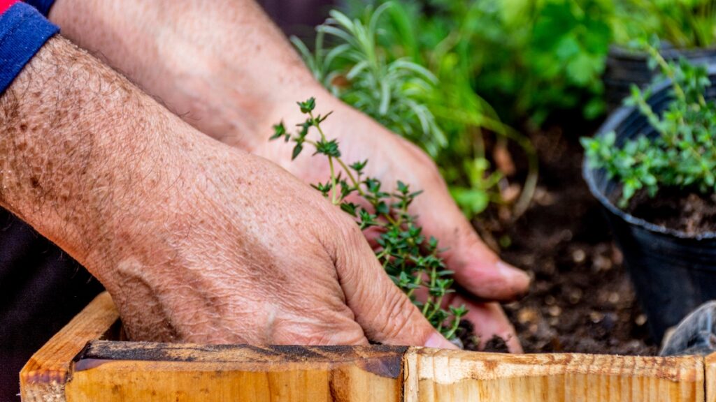 easy-flowering-garden-plants-for-beginners-creative-decorating-ideas