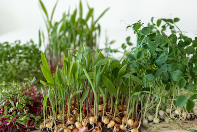 How to successfully grow microgreens 