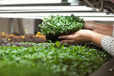 How to garden microgreens at home