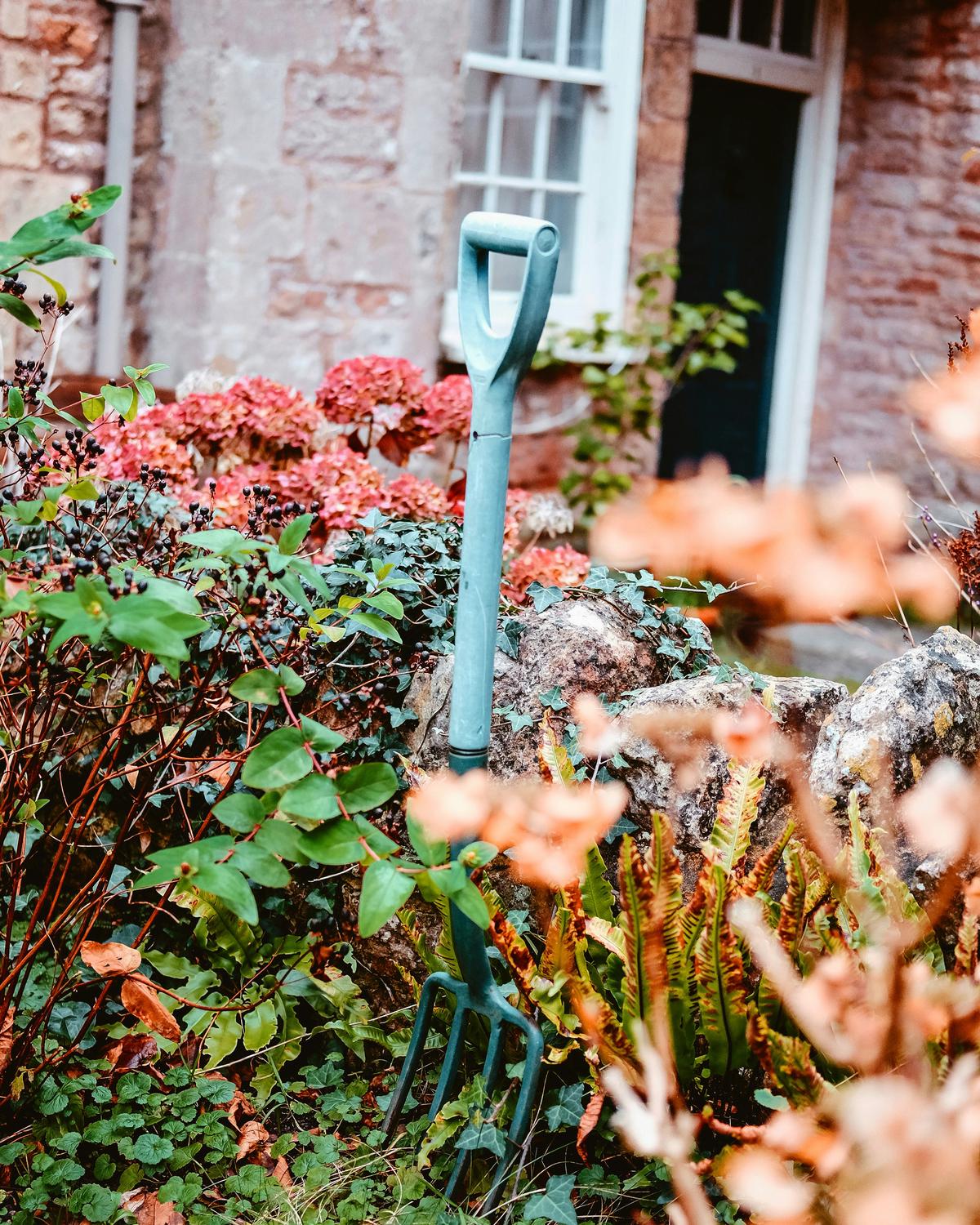 A garden fork being used to aerate soil in a garden bed with plants in the background