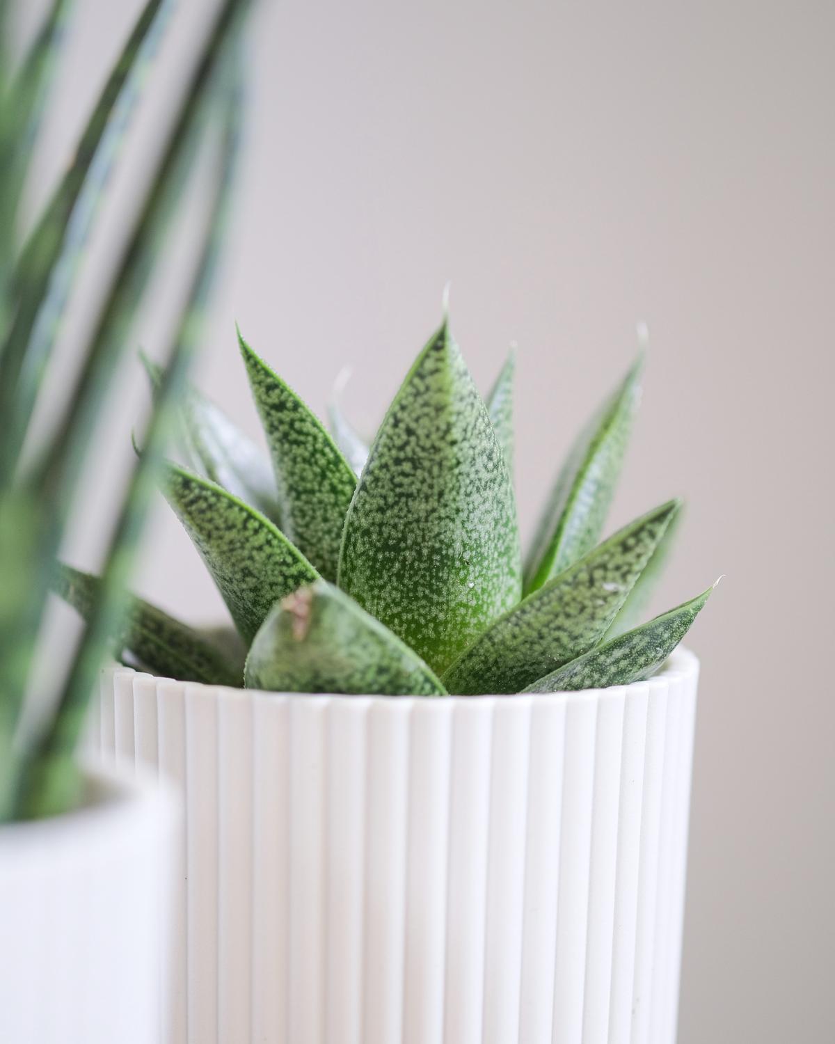 Haworthia and Gasteria succulents thriving in an indoor environment, showcasing their unique leaf patterns and adaptability to lower light conditions