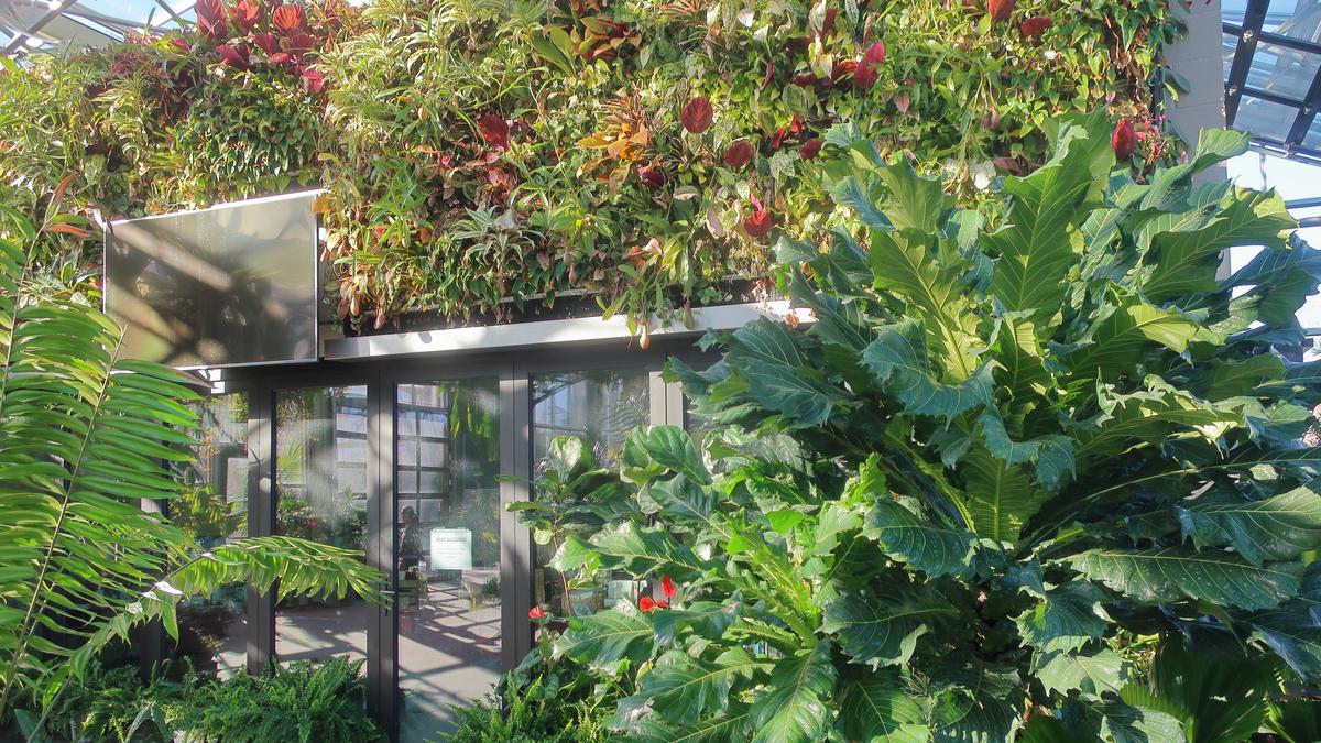 A stunning living wall garden with a mix of ferns, sedums, and edible greens, creating a space-efficient and captivating display.