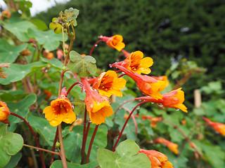 A close-up of native plants thriving in a garden, adapted to the local climate and soil conditions