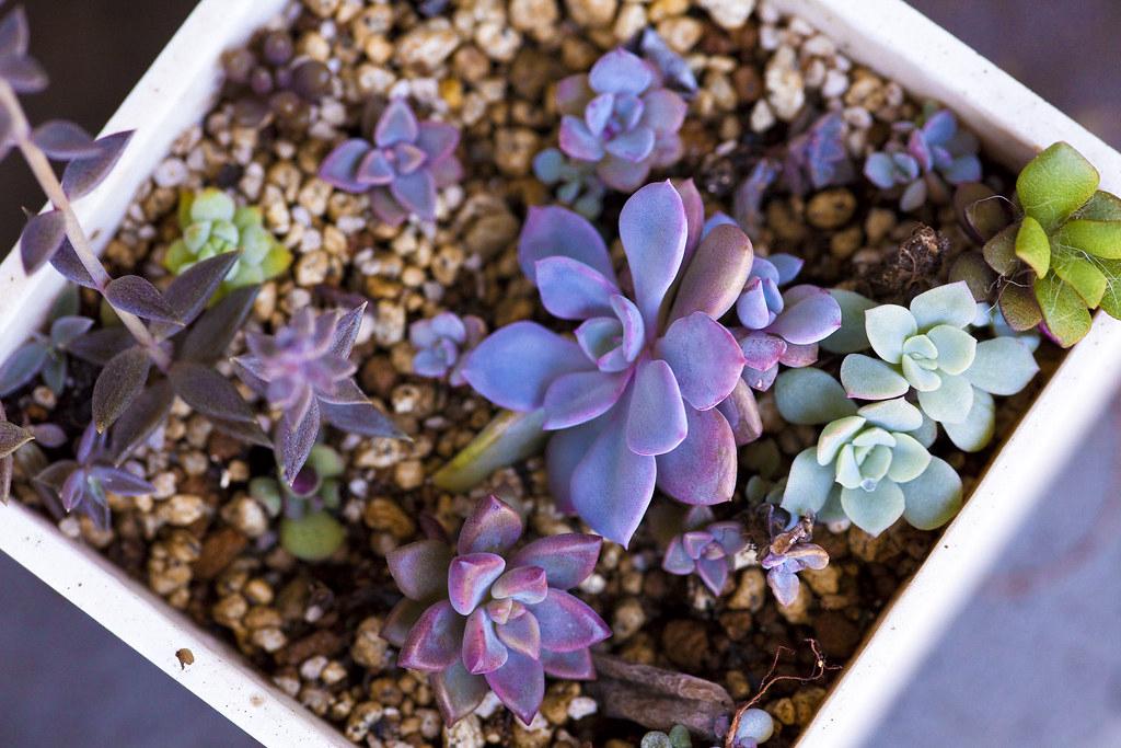 Vibrant and healthy succulents thriving in bright, indirect sunlight near a window, demonstrating the importance of proper lighting for indoor succulent care