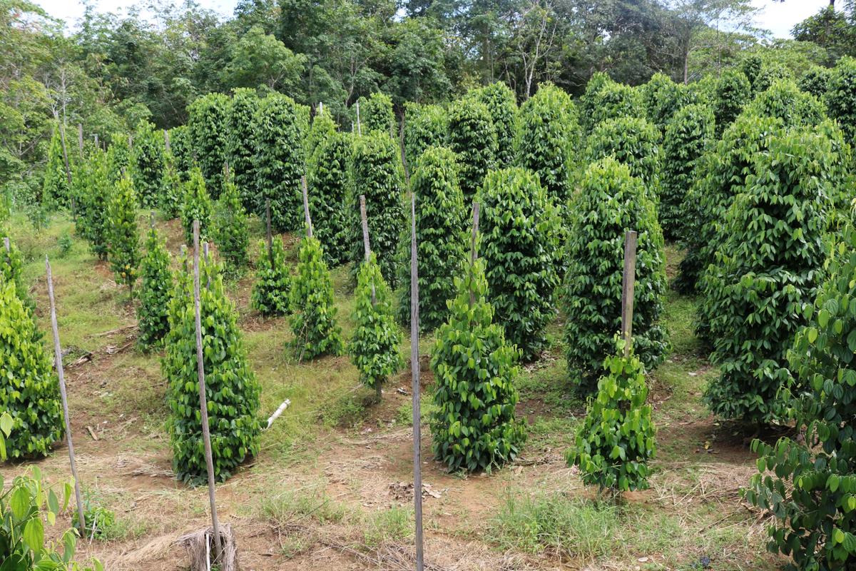 A small garden with vertical climbing plants like jasmine and clematis, adding a splash of greenery and blooms to fences and trellises.